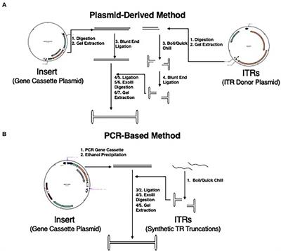 Development of an AAV DNA-based synthetic vector for the potential gene therapy of hemophilia in children